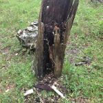 Capítulo 26. La Expedición a la Granja III