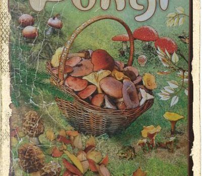 fungi