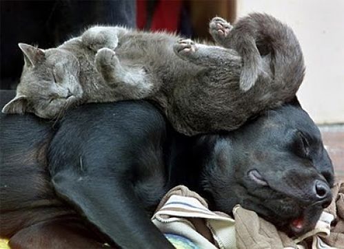 De perros gatos Gato 9 Con perro durmiendo by Leanramone in wikimedia