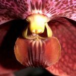 mariposa 2017-10-14-08-27-50_opt