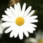 mariposa big-white-flower-detailed-photo_opt