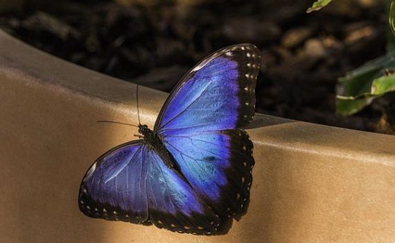 mariposa butterfly-2003038_640_opt