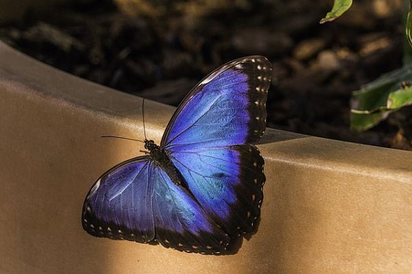 mariposa butterfly-2003038_640_opt