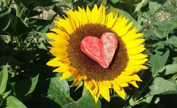 girasoles