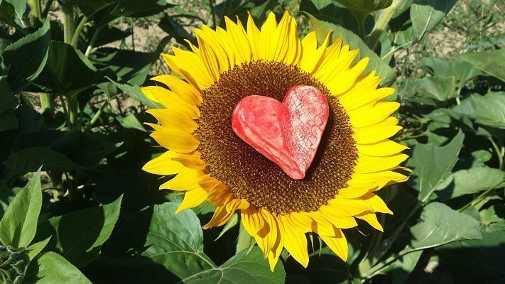 girasoles