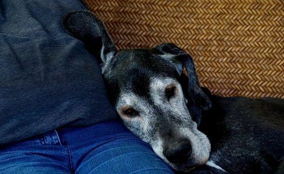 perro viejo old-dog