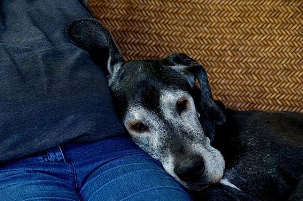 perro viejo old-dog