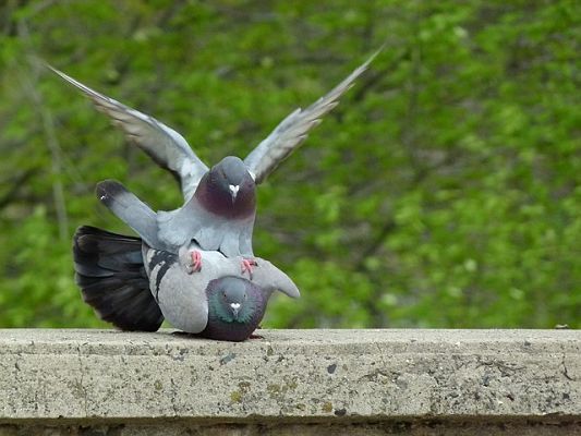 Palomas pigeon