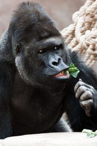 personas gorilla-218832_640