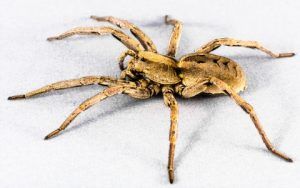 personas insect-close-fauna-invertebrate-spider-arachnid-965634-pxhere.com
