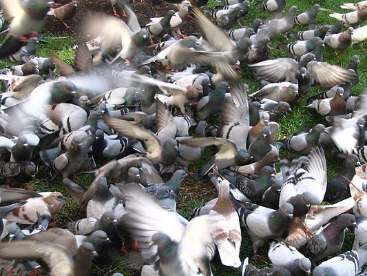 palomas by Jose Manuel mazintosh